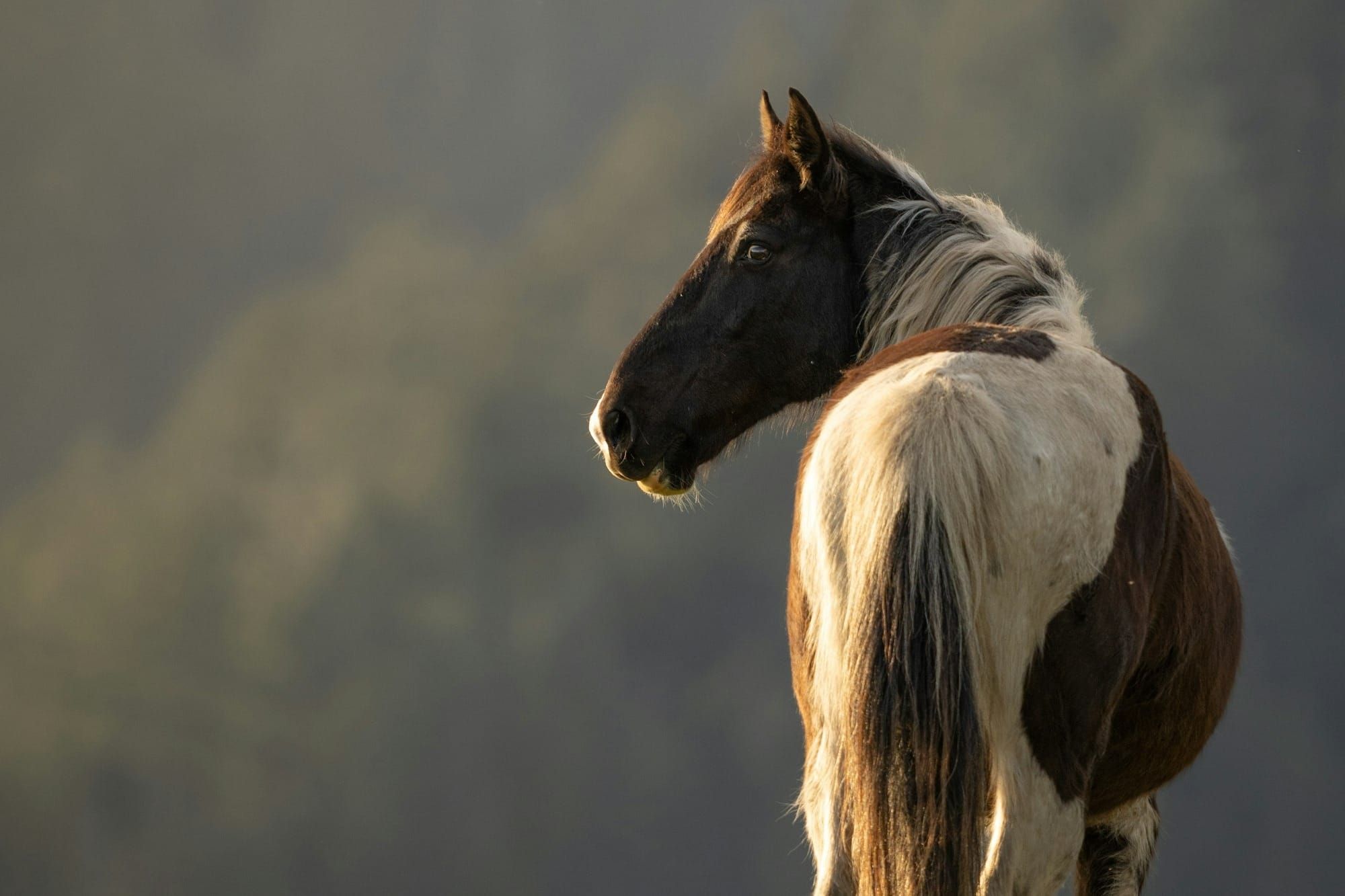 Body Protectors for Equestrians: What You Need to Know