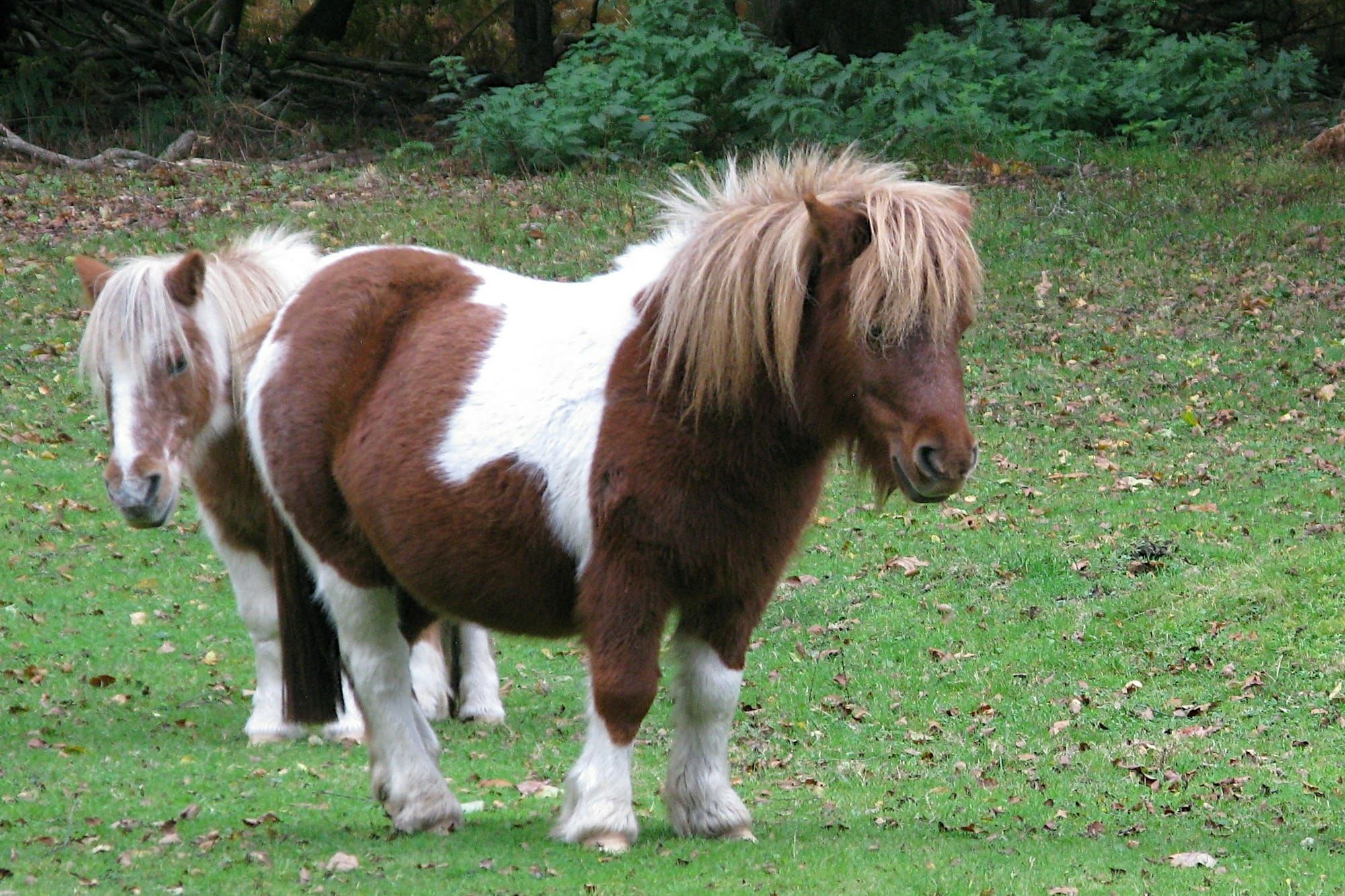 Miniature Horses vs. Big Horses: Key Differences in Care