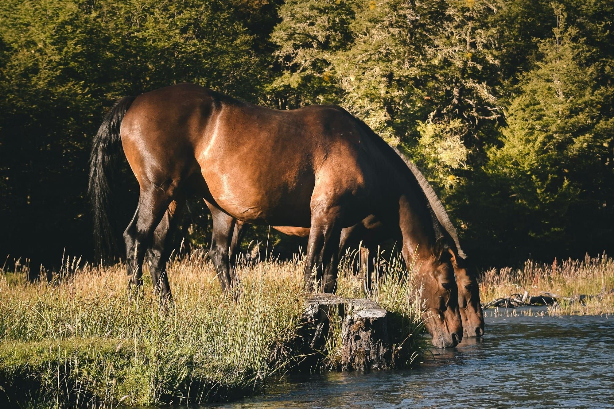 So You Love Horses… Now What? How to Get Involved in the Horse World