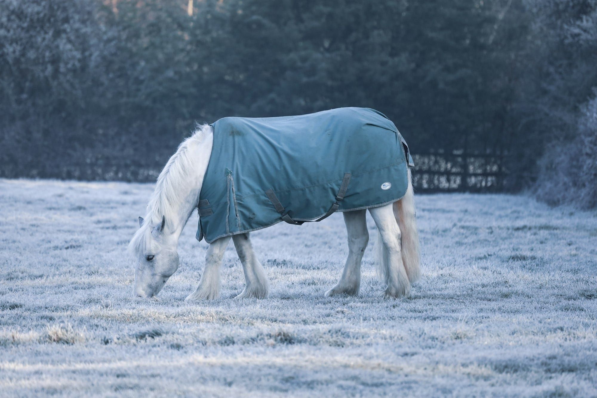 Blanketing Basics: How to Keep Your Horse Healthy & Happy