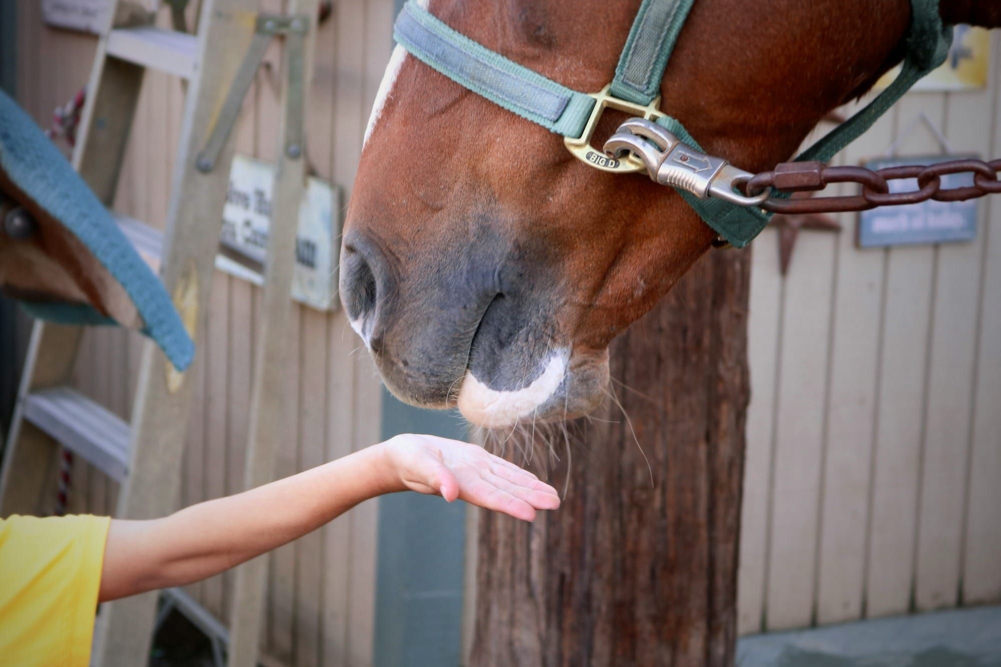 Bringing the Next Generation Back to Horses