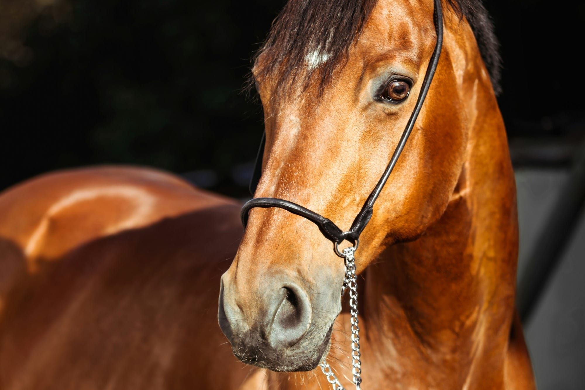 Air Vests for Equestrians: Safety, Benefits & Buying Guide