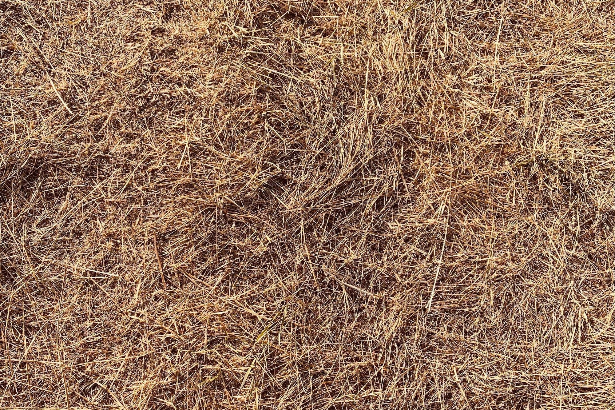 Choosing the Right Hay for Your Horse