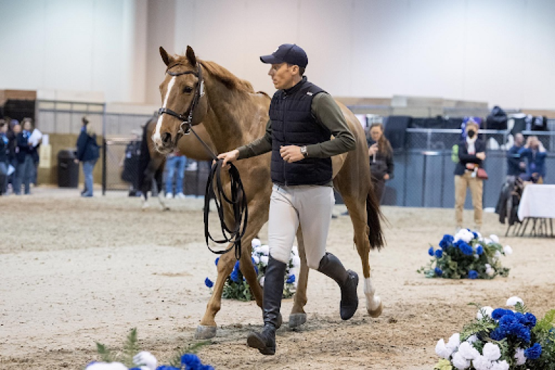 The FEI Jog Explained: What It Is, Why It Matters, and How to Nail It