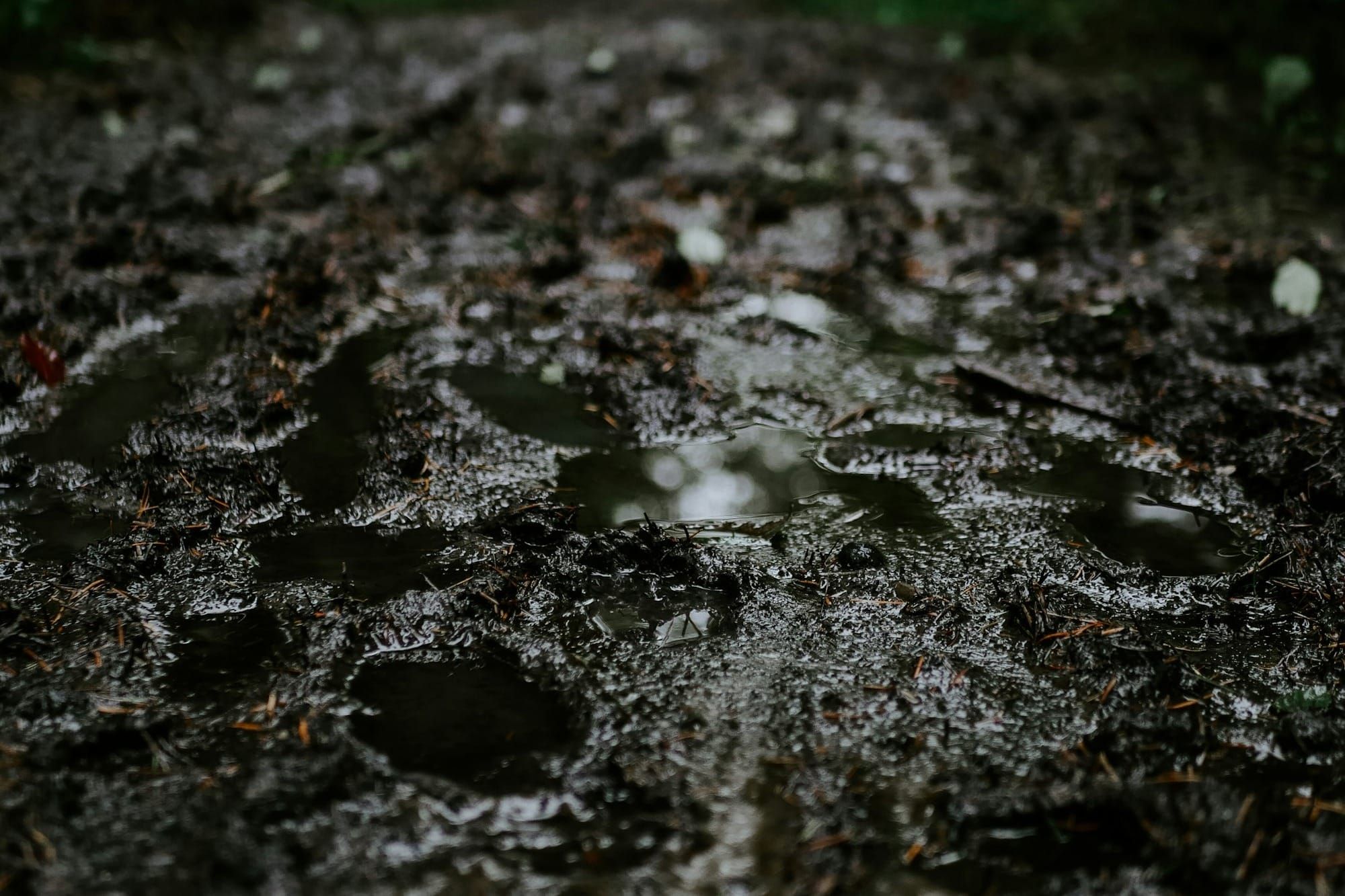 Conquering the Mess: A Horse Owner’s Guide to Dealing With Mud