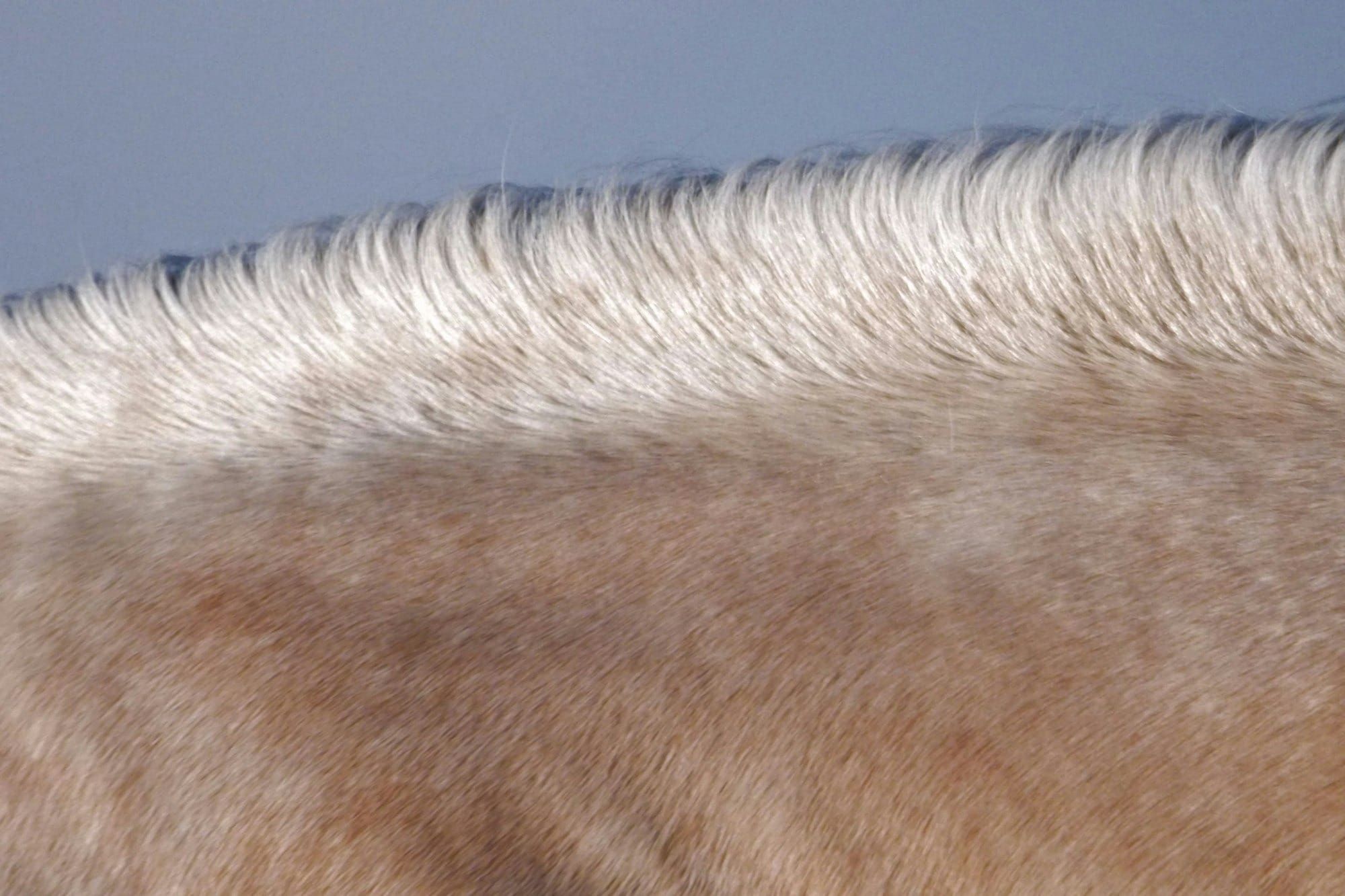 Body Clipping a Horse:  What You Need to Know and How to Do It Right