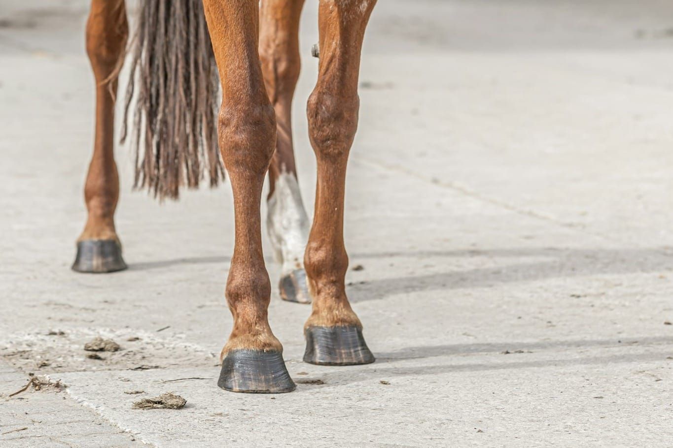 Navicular in Horses: What You Should Know