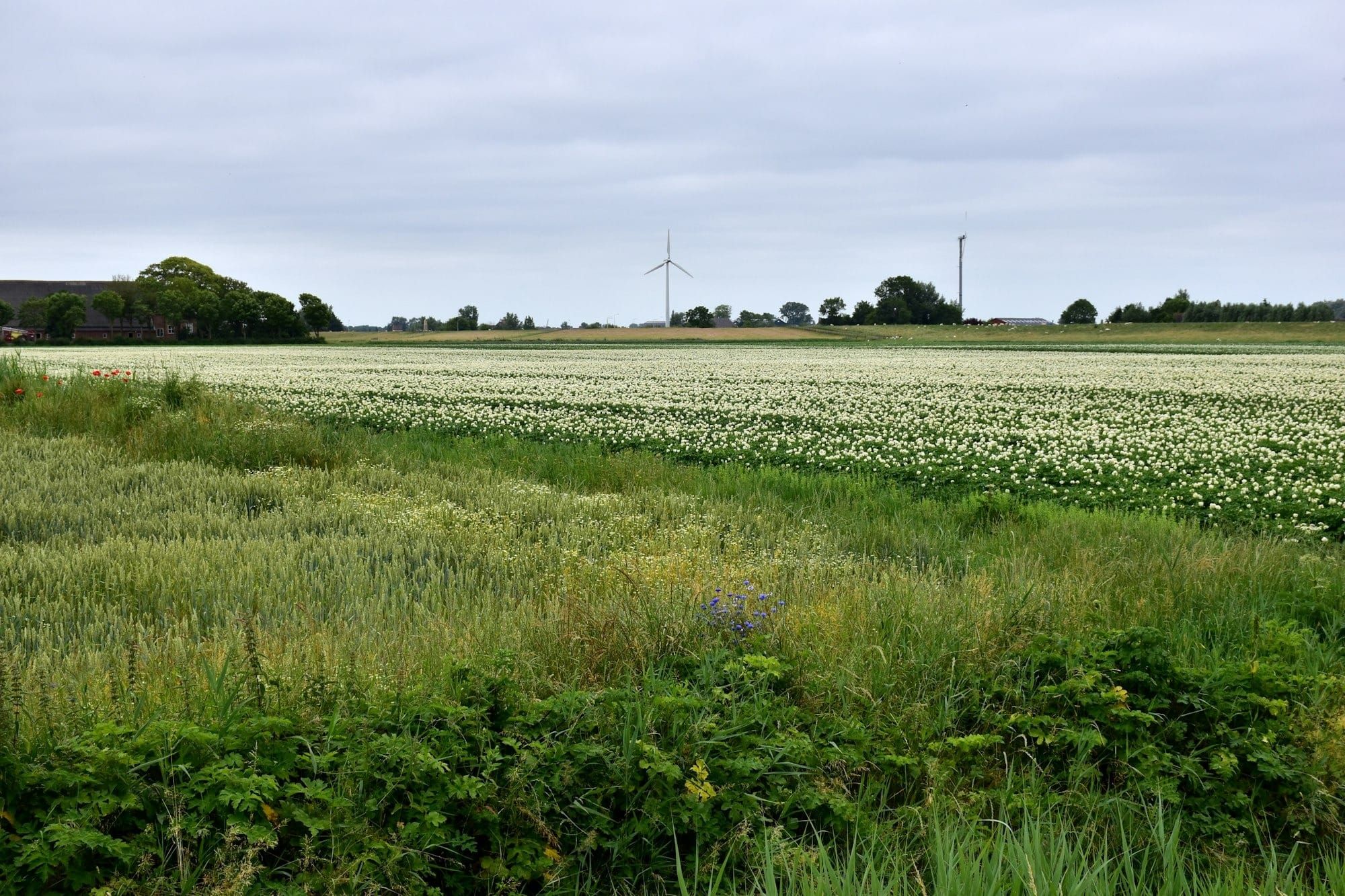 Don’t Let Them Take Root: Toxic Weeds to Watch for in Your Pasture