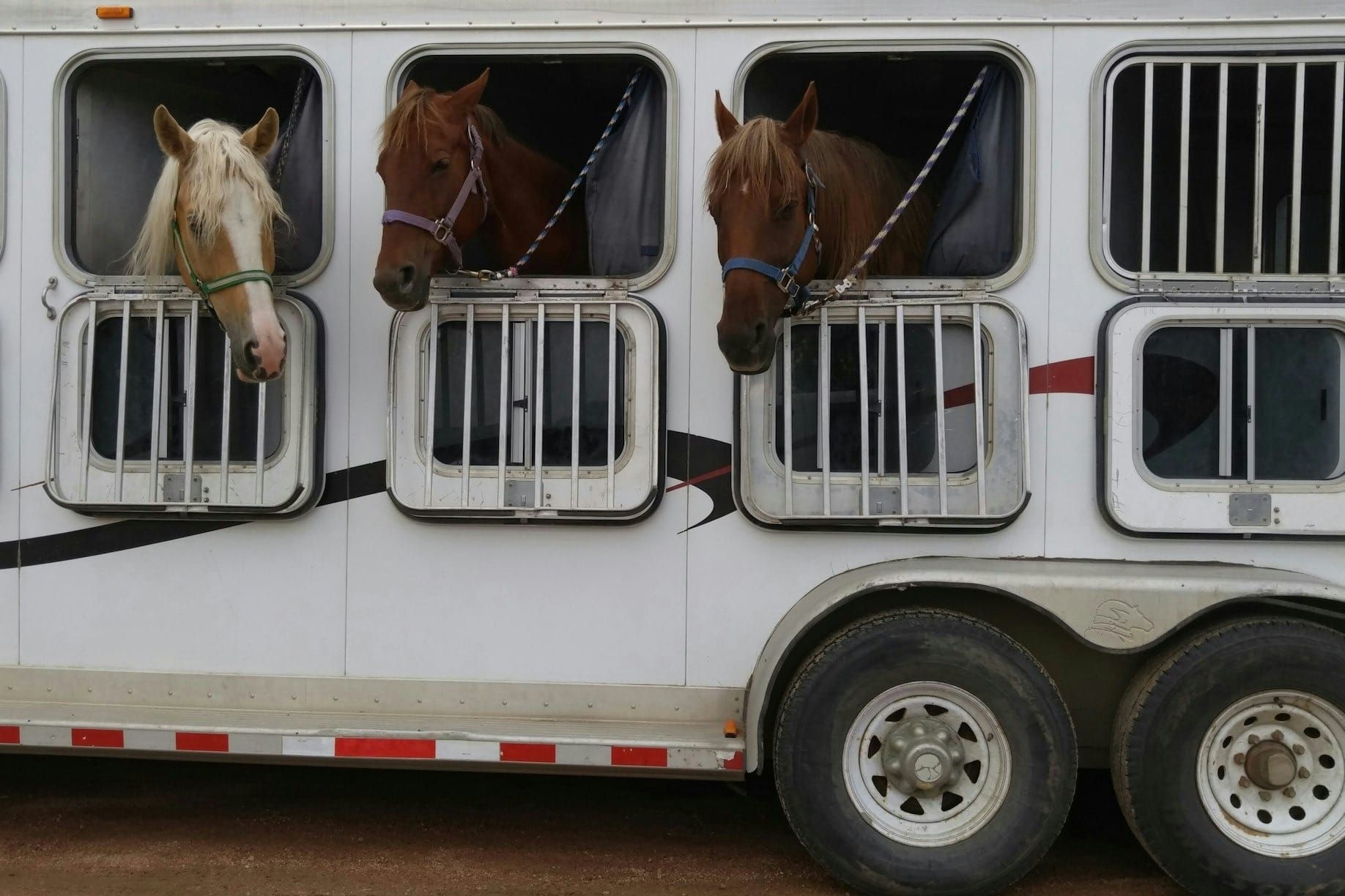 Horse Show Packing Mistakes Everyone Makes at Least Once