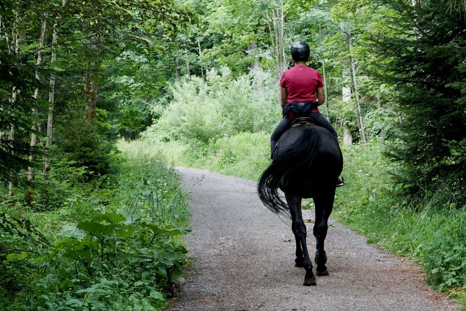 Simple Daily Exercises to Improve Your Horse’s Transitions