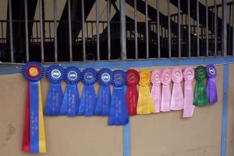 How to Prep for Horse Show Season
