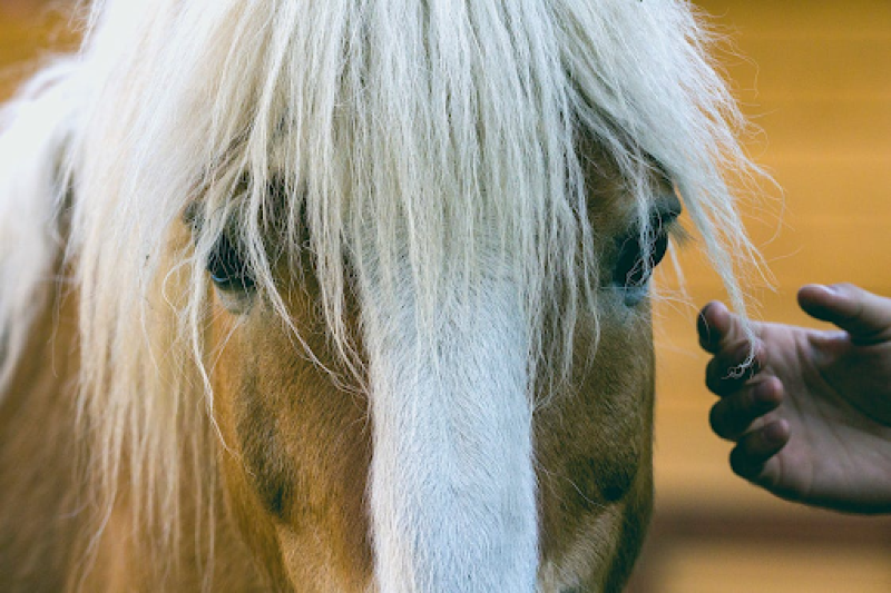 More Than Riding Lessons: How Horses Help People Heal, Grow, and Connect