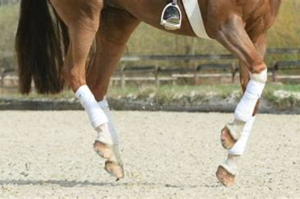 Mastering Flying Lead Changes: A Guide for All Riders