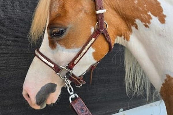 Winning Fit: Fitting Your Miniature's Western Show Halter & Lead