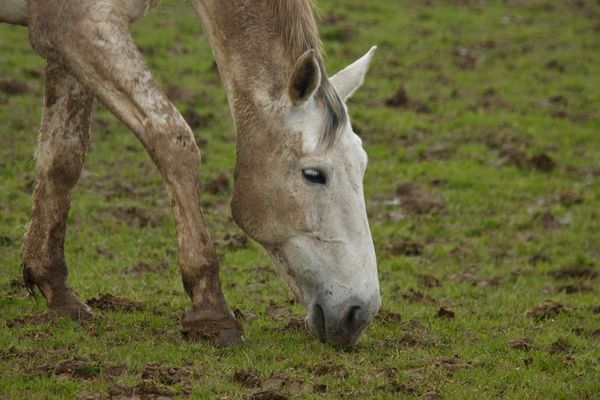 The Best Way to Remove Mud from Your Horse