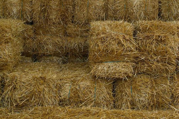 What Are the Different Types of Hay? And how much should you actually be feeding your horse?