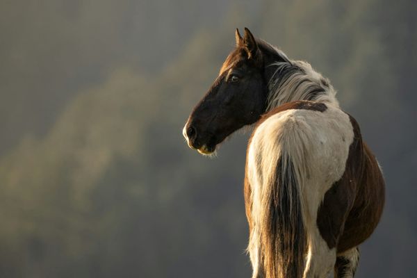 Body Protectors for Equestrians: What You Need to Know