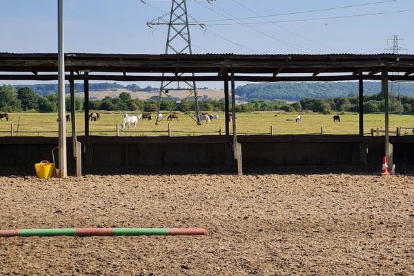 Fun Ground Work Activities to Do with Your Horse