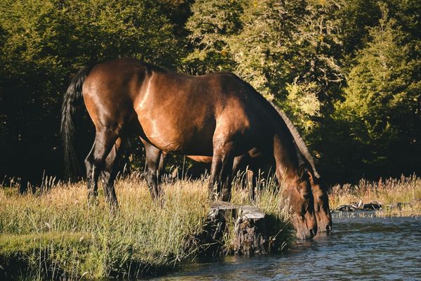 So You Love Horses… Now What? How to Get Involved in the Horse World