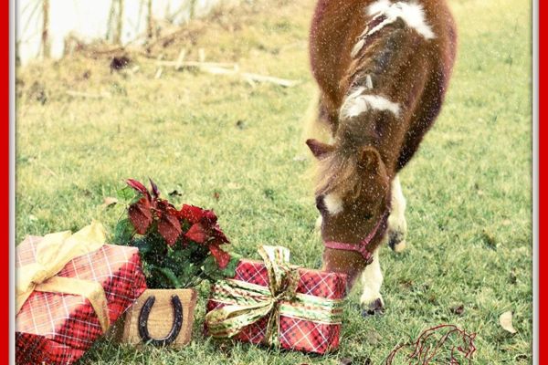 Give the Gift of Miniature Horses: A Holiday Idea That Lasts All Year