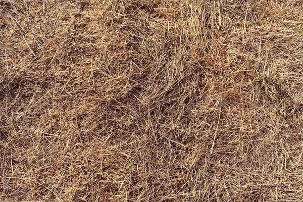 Choosing the Right Hay for Your Horse