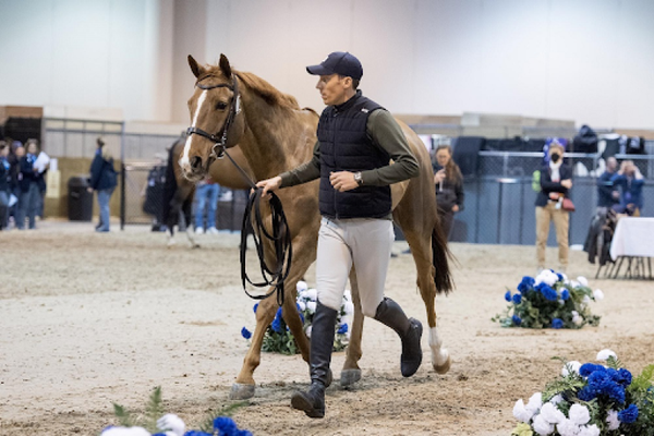 The FEI Jog Explained: What It Is, Why It Matters, and How to Nail It