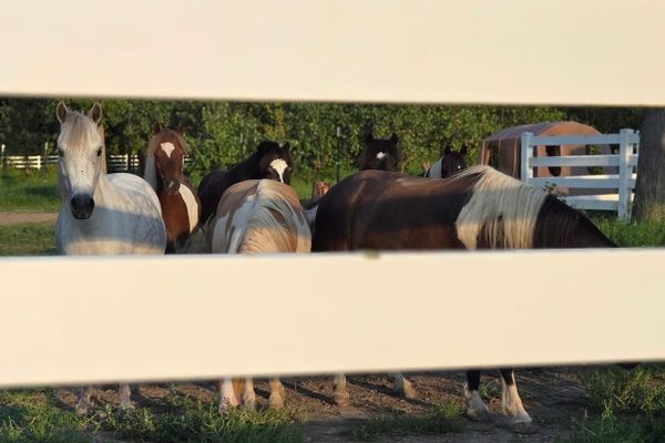 How to Get Into Showing Miniature Horses as an Adult