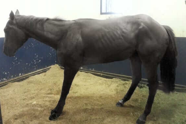 Tying Up in Horses: What Owners and Riders Need to Know