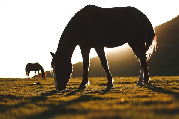 Understanding Your Horse’s Digestive System