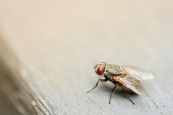 Shoo, Fly: Get Ahead of Fly Season Before It Gets Ahead of You