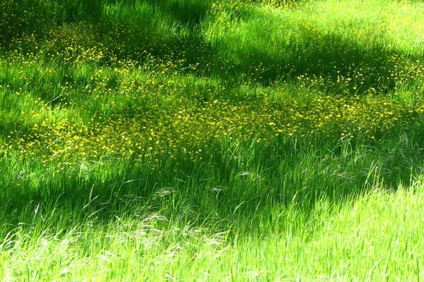 Spring Grass and Tummy Trouble: Helping Your Horse Handle the Green-Up