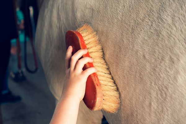 Practical Tips for Springtime Shedding