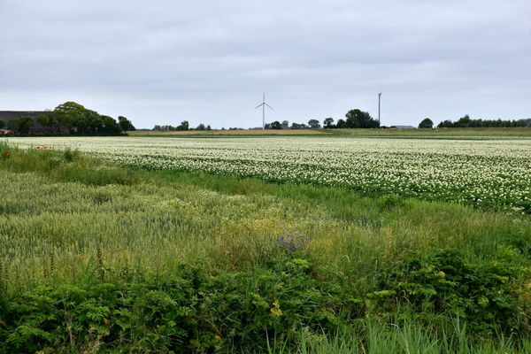 Don’t Let Them Take Root: Toxic Weeds to Watch for in Your Pasture