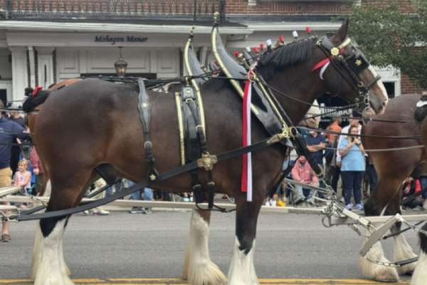 When The Budweiser Clydesdales Come To Town
