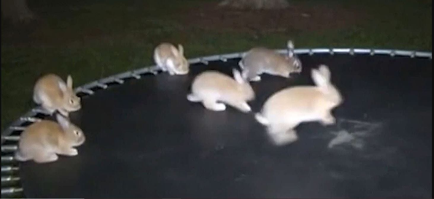 Bunnies on Trampolines