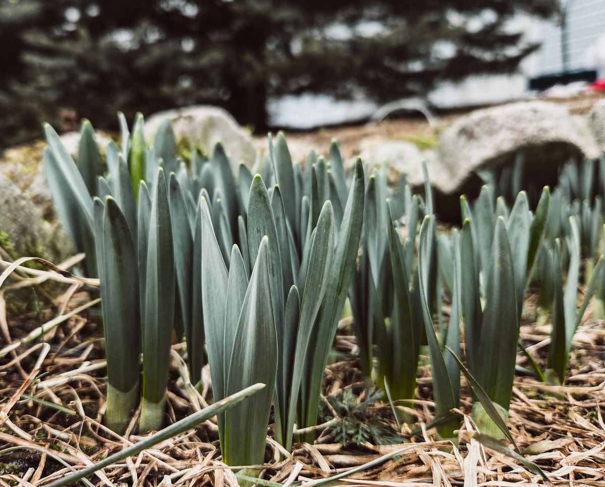 Spring and Biodiversity
