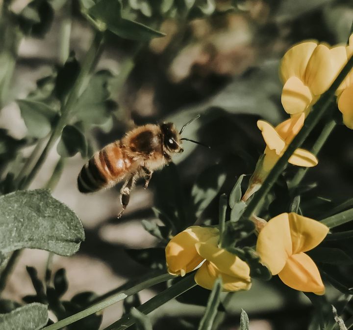 Phenology: Your Personal Connection to Nature