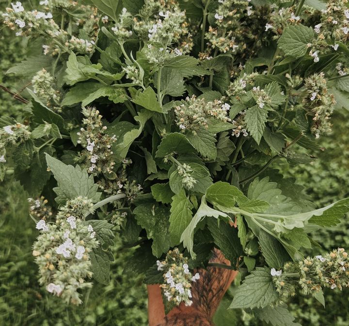 Healing with the Land Around You: Bioregional Herbalism