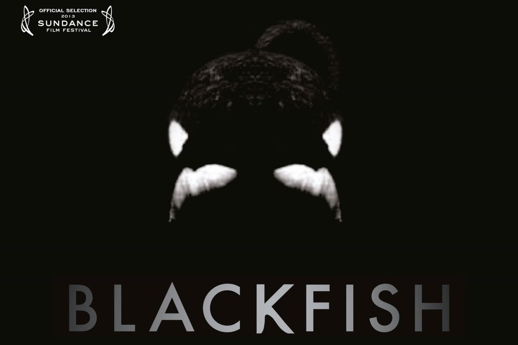 Blackfish