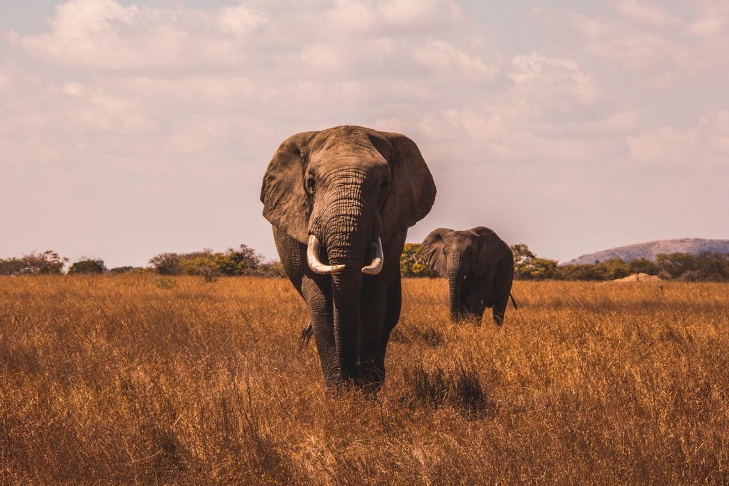The Noble Case for Mercy