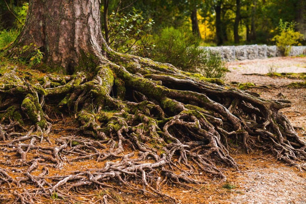 Bitter Roots