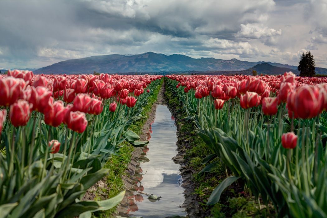 De (anti) tulpen