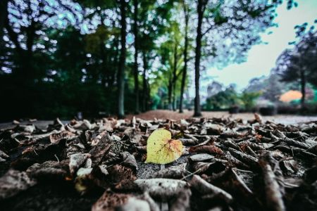 Afbeelding van: Dying Is Absolutely Safe