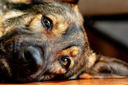 Afbeelding van: Geen zin meer
