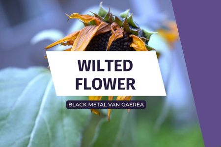Afbeelding van: Wilted Flower