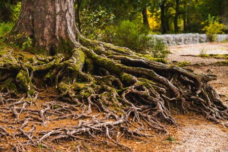 Afbeelding van: Bitter Roots