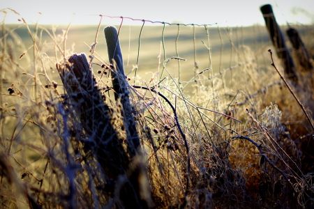 Afbeelding van: De grenzen van mijn taal
