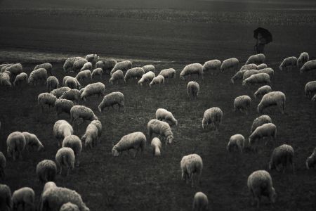 Afbeelding van: Helse herfst 9: black & white