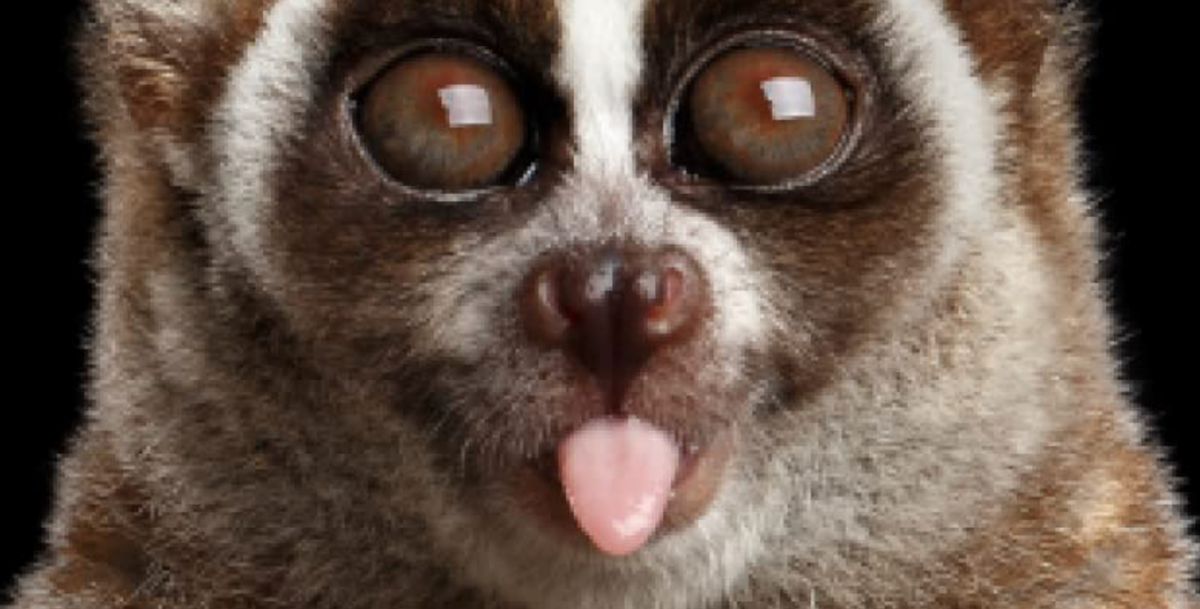 Zombie-Resurrection: SlowLoris, 2023 Edition