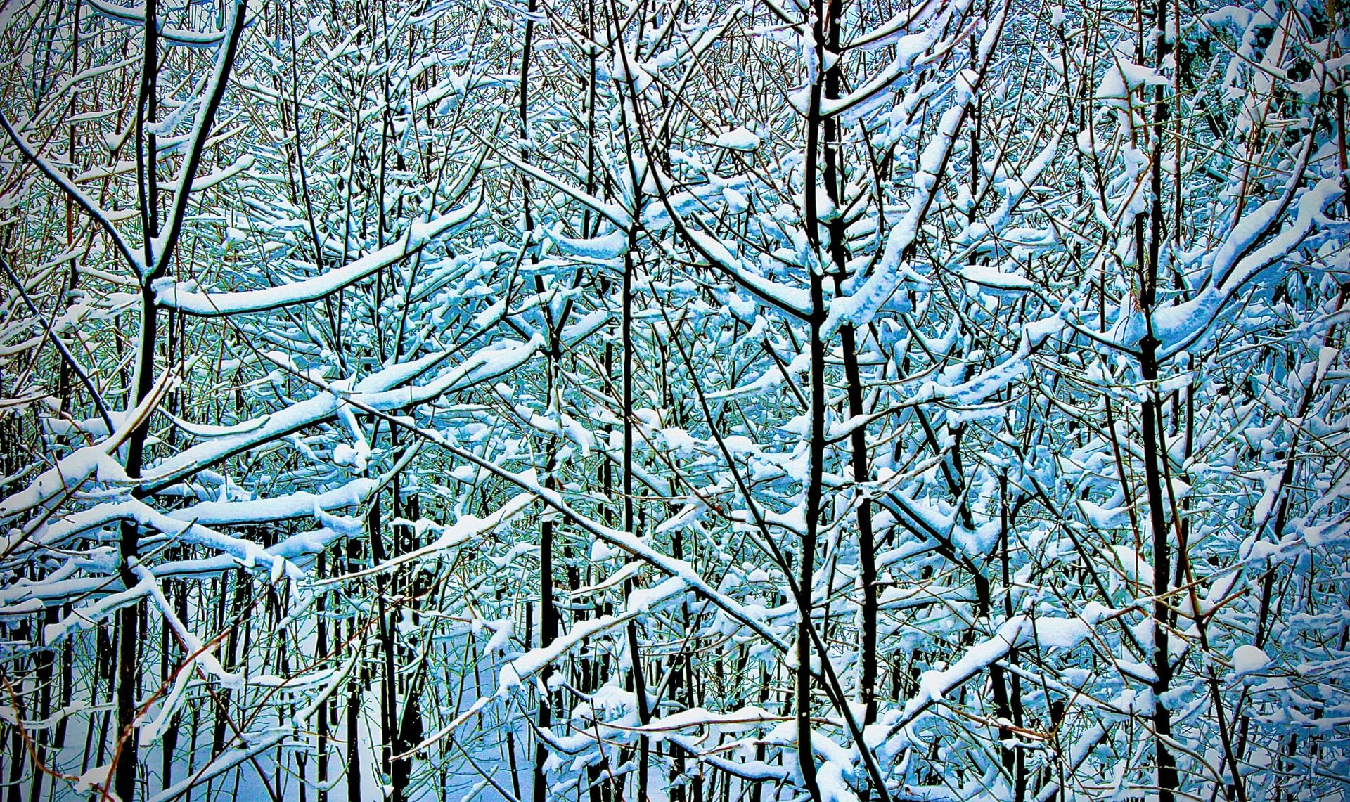 Winter scene of a group of snow-covered deciduous trees.